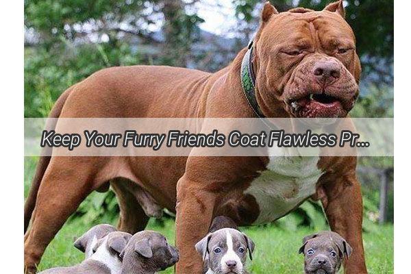 Keep Your Furry Friends Coat Flawless Proven Tips to Stop Dog Hair from Falling Out